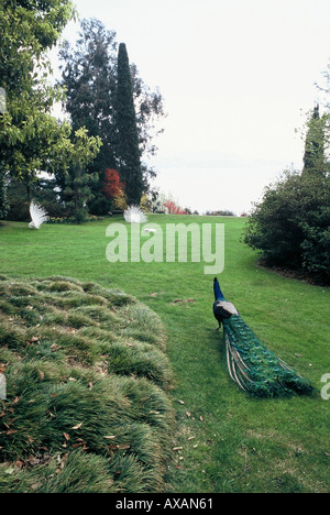 NMB74407 Un oiseau paon dans Borromeo jardin Italie Europe Banque D'Images