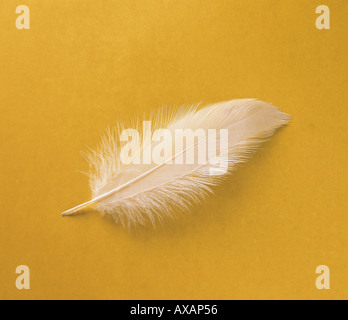 NMB74447 Un seul soft lumière douce délicate plume d'oiseau blanc sur fond jaune Banque D'Images