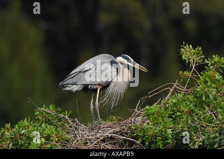 Grand héron Ardea herodias Florida USA perché sur son nid Banque D'Images