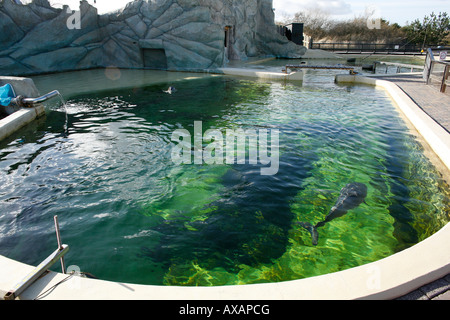 Les marsouins sont lavés à terre à la côte néerlandaise bénévoles leur faire le Dolfinarium de Harderwijk étaient ils sont la réhabilitation Banque D'Images