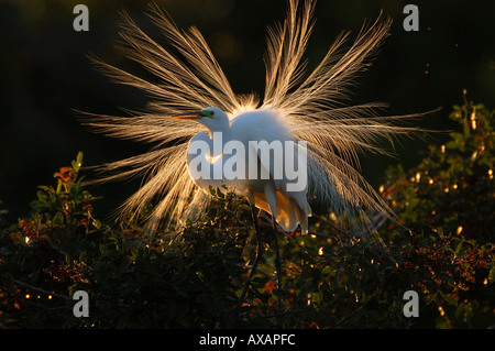 Grande Aigrette Ardea alba afficher au coucher du soleil en Floride USA Banque D'Images