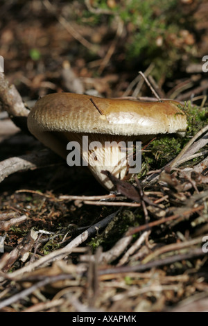 Rollrim brun, champignons Paxillus involutus Banque D'Images