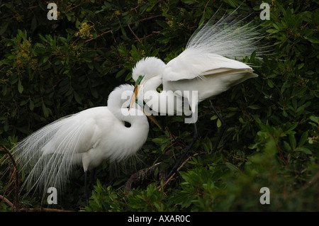 Grande Aigrette Ardea alba afficher paire Florida USA Banque D'Images