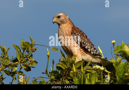 Red épaulettes Buteo lineatus Florida USA Banque D'Images