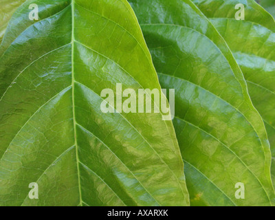 Close up of green cacao (Theobroma cacao) laisse Banque D'Images