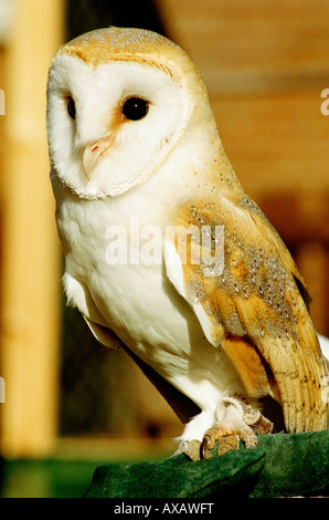 Barn Owl assis sur la perche. Banque D'Images