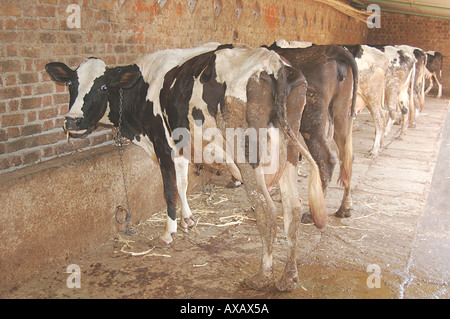 Vaches dans le hangar vache hangar vache grange Hivre Maharashtra Inde Asie Banque D'Images