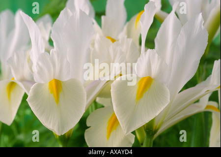 Iris 'white van Vliet'. Dutch iris Banque D'Images