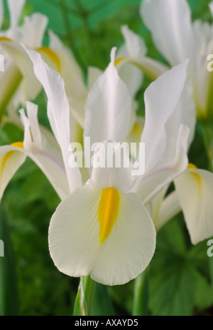 Iris 'white van Vliet'. Dutch iris Banque D'Images