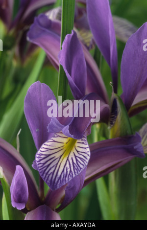 Iris graminea. Iris spuria imberbes de l'AGA. Banque D'Images