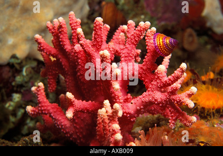 HM 993 PURPLE TOP SHELL SNAIL Le HYDROCORAL Allopora annulatum SUR CALIFORNIE californica Copyright Brandon Cole Banque D'Images