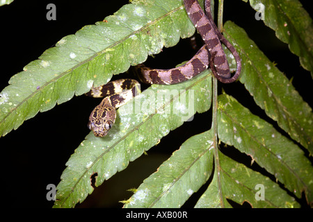 Gros escargot tête serpent manger (Dipsas indica) Banque D'Images