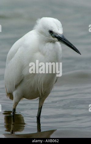 Aigrette garzette (Egretta garzetta) Banque D'Images
