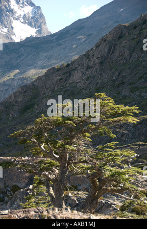 Andian montagne,Andes,Snow,randonnées,Stepp Patagonien, fondre, les lacs glaciaires, les glaciers, les Icebergs,,le Chili,,Torres del Paine National Park Banque D'Images