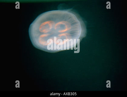 Les méduses flottant Banque D'Images