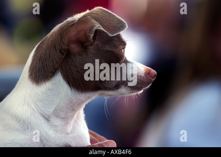 Chien Chihuahua brun et blanc Banque D'Images