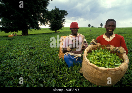 Les cueilleurs de thé sur une plantation de thé, thé, récolte près de Nairobi Limuru, Kenya, Africa Banque D'Images