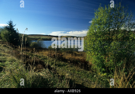 Forêt de pins près de Clatteringshaws Loch Dumfries Galloway Banque D'Images