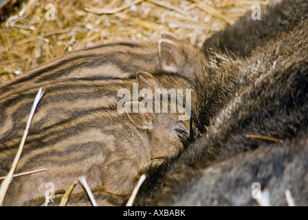 [Sanglier Sus scrofa] porcelets Banque D'Images