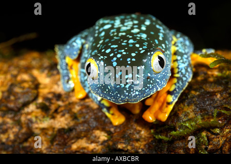 Amazon Leaf (Cruziohyla craspedopus grenouille) Banque D'Images