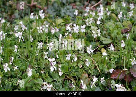 VIOLA RIVINIANA ALBA WHITE SOUS FORME D'UN CHIEN VIOLET À LA FIN DU MOIS DE MARS BANQUE DEVON Banque D'Images