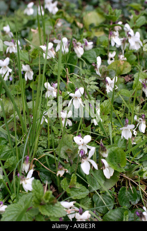 VIOLA RIVINIANA ALBA WHITE SOUS FORME D'UN CHIEN VIOLET À LA FIN DU MOIS DE MARS BANQUE DEVON Banque D'Images