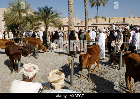 Vue de l'arène du bétail au marché du vendredi dans la ville de Nizwa en Oman. Banque D'Images