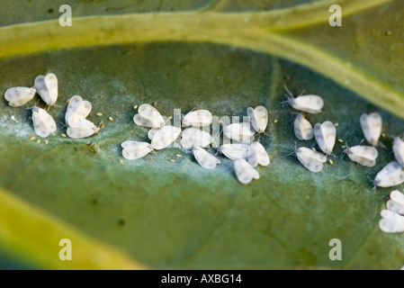 L'aleurode Aleyrodes proletella chou sur feuilles de 'Purple Sprouting brocoli ' Banque D'Images