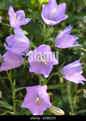 Bluebell Campanula sp. Banque D'Images