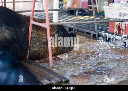 L'amoncellement sur fishguts Banque D'Images