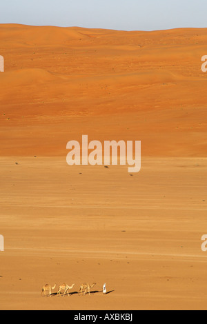 Un bédouin menant son chameau d'Arabie (Camelus dromedarius) à travers la région désertique Wahiba Sands (Ramlat al Wahaybah) en Oman. Banque D'Images