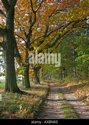 Les arbres à l'automne les feuilles de couleur à un chemin à la limite de Forest Banque D'Images