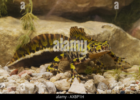 Triton marbré (Triturus marmoratus), homme en coloration de reproduction, l'Espagne, Burgos Banque D'Images