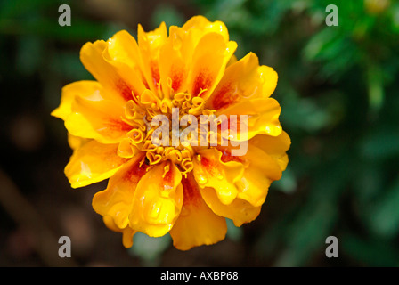 Fleur de jardin Fleur d'oeillet d'Inde tagetes jaunes Banque D'Images