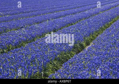 Hyachinth Muscari raisin (spec.), champ, Pays-Bas, nord des Pays-Bas Banque D'Images