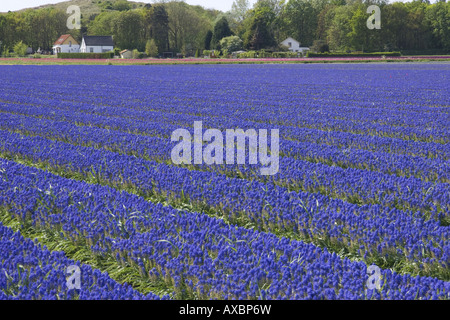 Hyachinth Muscari raisin (spec.), champ, Pays-Bas, nord des Pays-Bas Banque D'Images