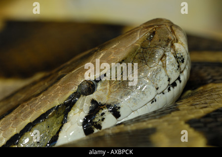 Python birman (Python molurus bivittatus), portrait Banque D'Images