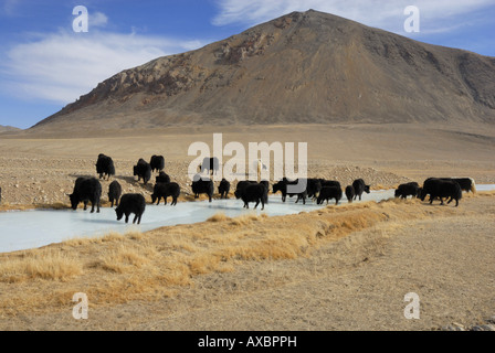 (Bos grunniens yack, Bos mutus), les yaks dans les montagnes du Pamir, au Tadjikistan, du plateau de Pamir Pamir, Banque D'Images