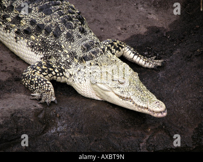 Crocodile de Cuba (Crocodylus rhombifer), le mensonge Banque D'Images