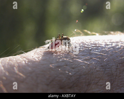 Le gnat mosquitoe (Culicidae), femme de sucer le sang Banque D'Images