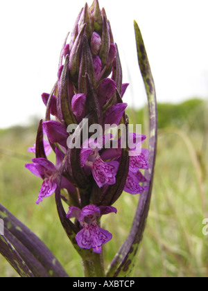 Au début de l'ouest des marais (Dactylorhiza incarnata ssp. cruenta, Dactylorhiza cruenta), détail de l'inflorescence Banque D'Images