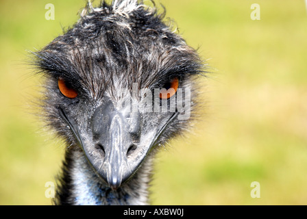 L'UEM (Dromaius novaehollandiae), portrait Banque D'Images