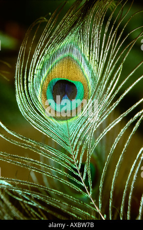 Plume de Paon Oiseaux close up Banque D'Images