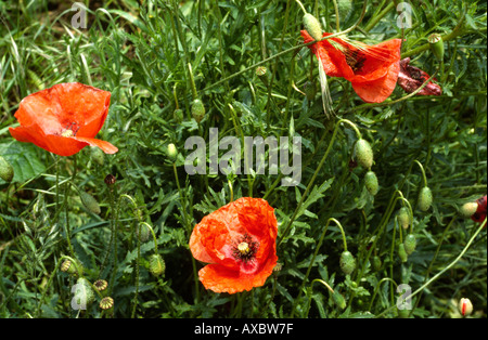 Coquelicots fleurs sauvages au bord d'un champ Banque D'Images