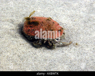 Grand bernard-l'ermite commun, soldat, crabe, Bernhard ermite (Pagurus bernhardus, Eupagurus bernhardus), sur la Banque D'Images