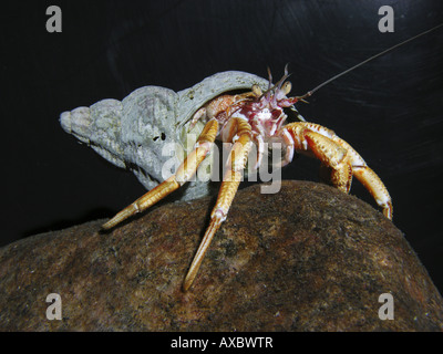 Grand bernard-l'ermite commun, soldat, crabe, Bernhard ermite (Pagurus bernhardus, Eupagurus bernhardus), dans snai Banque D'Images