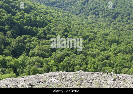 Vue sur les arbres de vire au sommet de la montagne Banque D'Images