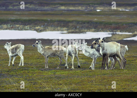 Renne européen, le caribou (Rangifer tarandus tarandus), les jeunes animaux dans la toundra, de la Norvège, de l'île de Varanger Banque D'Images