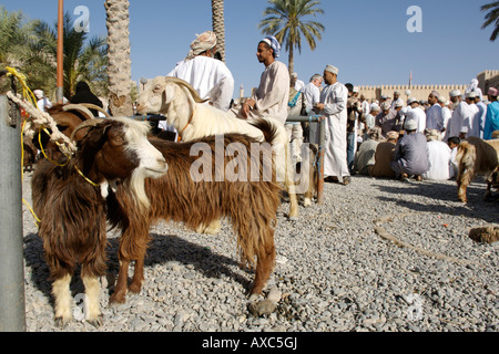 Vue de l'arène du bétail au marché du vendredi dans la ville de Nizwa en Oman. Banque D'Images