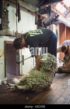 Éleveur de moutons avec une tonte tondeuses à main Banque D'Images